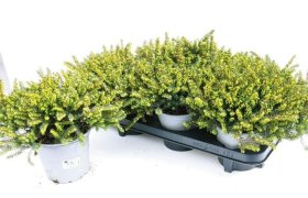 Vienmetė gėlė, erika "Lena", vazonėlio skersmuo 14 cm.