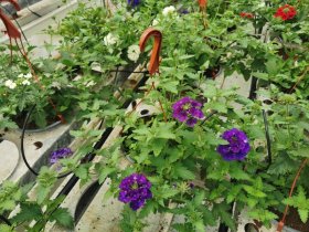 Vienmetė gėlė, verbena pakabinamame vazone, vazono skersmuo 19 cm.