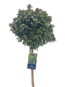 Dekoratyvinis krūmas, bugienis aštrialapis "Little Rasca", vazonėlio skersmuo 27 cm.