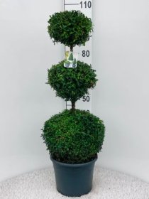 Dekoratyvinis krūmas, buksmedis paprastasis, aukštis 100 cm., trijų dalių, vazonėlio skersmuo 29 cm.