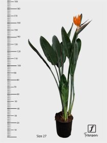 Daugiametis augalas, strelitcija "Regin Bl", vazonėlio skersmuo 27 cm.