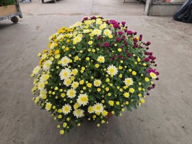 Vienmetė gėlė, chrizantema (trispalvė), vazonėlio skersmuo 21 cm.