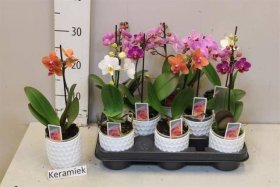 Kambarinis augalas, orchidėja, įvairios, vazonėlio skersmuo 9 cm.