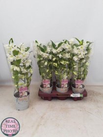 Kambarinis augalas, orchidėja (Phalaenopsis) "Dendrobis", vazonėlio skersmuo 12 cm.