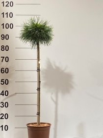 Spygliuotis, pušis "Varella", ant stiebo, vazonėlio skersmuo 23 cm.