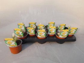 Daugiametė gėlė, šilagėlė "Alba", vazonėlio skersmuo 11 cm.