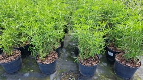 Dekoratyvinis krūmas, Choisya (meksikietiškas apelsinas), vazonas 5 l.