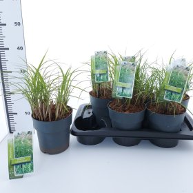 Žolinis augalas, miskantas "Little Zebra", vazonėlio skersmuo 17 cm.