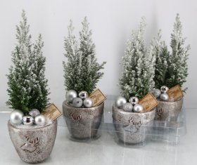 Kambarinis augalas, puskiparisis "Ellwoodii Silver", vazonėlio skersmuo 13 cm.