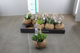 Kambarinis augalas, sukulentas "Kokodama", vazonėlio skersmuo 12 cm.