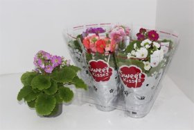 Kambarinis augalas, raktažolė, įvairios, vazonėlio skersmuo 12 cm.