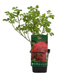 Daugiametis augalas, šliaužianti rožė, įvairios veislės, vazonėlis 2 l.