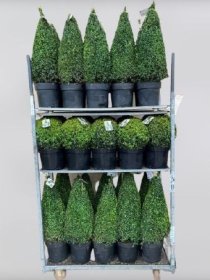 Dekoratyvinis krūmas, buksmedis, įvairūs, vazonėlio skersmuo 29 cm.