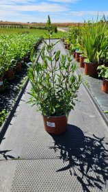 Daugiametė gėlė, raudoklė, vazonėlio skersmuo 15 cm.