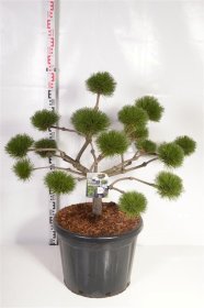 Spygliuotis, pušis juodoji "Brepo" (bonsai), aukštis 70-80 cm., vazonas 35 l.