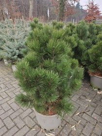 Spygliuotis, pušis baltažievė "Malinki", aukštis 125-150 cm., vazonas 40 l.