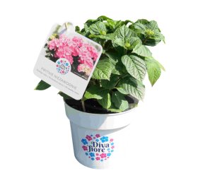 Dekoratyvinis krūmas, didžialapė hortenzija "Diva Fiore", vazonas 5 l.