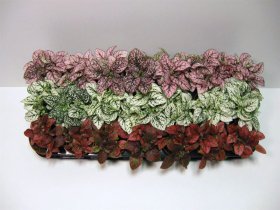 Kambarinis augalas, turklenis, vazonėlio skersmuo 8 cm.