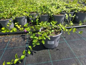 Šliaužiantis augalas, žiemė, vazonėlio skersmuo 15 cm.