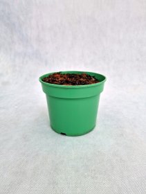 Daugiametė gėlė, melsvė "Pandoras Box", vazonas 1,5 l.