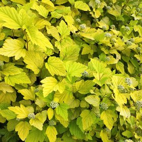 Dekoratyvinis krūmas, pūslenis putinalapis "Dart's Gold", vazonas 2 l.