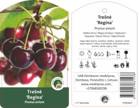 Vaismedis, trešnė "Regina" (Prunus avium)