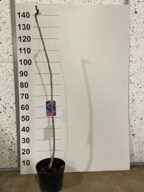 Dekoratyvinis medis, rausvažiedė robinija, vazonėlio skersmuo 21 cm.