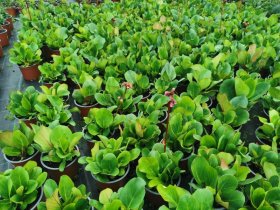 Daugiametė gėlė, bergenija, vazonėlio skersmuo 15 cm.