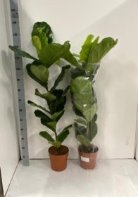 Kambarinis augalas, fikusas "Lyrata", vazonėlio skersmuo 21 cm.