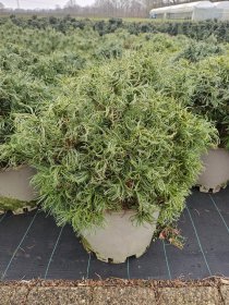 Spygliuotis, pušis veimutinė "Green Curls", aukštis 50-60 cm., vazonas 25 l.