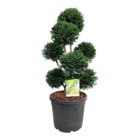 Spygliuotis, kukmedis europinis "Hopken's Gigant" (Pom Pom), aukštis 80-100 cm., vazonas 45 l.