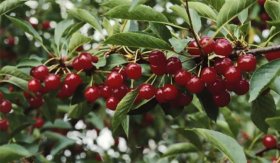 Vaismedis, vyšnia "Schattenmorelle" (Prunus cerasus)
