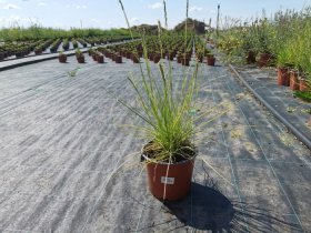 Žolinis augalas, mėlitas, vazonėlio skersmuo 19 cm.