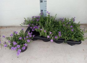 Daugiametė gėlė, katilėlis "Catharina", vazonėlio skersmuo 13 cm.