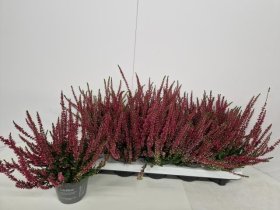 Vienmetė gėlė, viržis "Nova", vazonėlio skersmuo 12 cm.