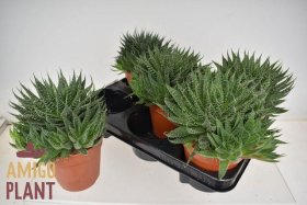 Kambarinis augalas, alavijas (Aloe Vera) akuotuotasis, vazonėlio skersmuo 12 cm.