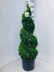 Dekoratyvinis krūmas, buksmedis paprastasis, spiralės formos, aukštis 90-100 cm., vazonėlio skersmuo 31 cm.