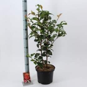 Kambarinis augalas, kamelija stambiažiedė "Mary Williams", vazonėlio skersmuo 23 cm.