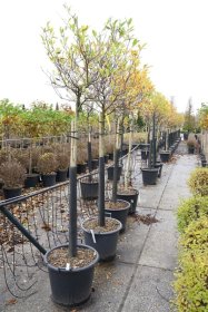 Dekoratyvinis medis, magnolija žvaigždėtoji, ant stiebo, aukštis 120 cm., vazonas 50 l.