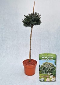 Spygliuotis, eglė serbinė "Pevé Tijn", vazonas 5 l.