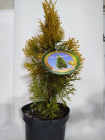 Spygliuotis, tuja vakarinė "Golden Smaragd", vazonas 3 l.