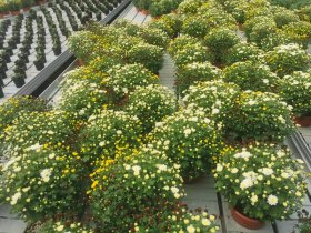 Vienmetė gėlė, trispalvė chrizantema, dubenėlio skersmuo 17 cm.