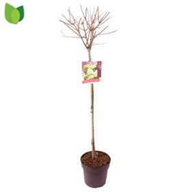 Dekoratyvinis krūmas, hortenzija šluotelinė "Limelight", ant stiebo, vazonėlio skersmuo 27 cm.