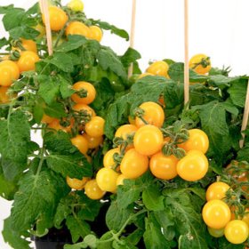 Daržovių sodinukai, pomidorai "Yeto", vazonėlio skersmuo 10 cm.