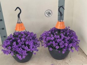 Daugiametė gėlė, katilėlis "Campa Nina", vazonėlio skersmuo 25 cm.