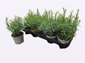 Prieskoninis augalas, rozmarinas kvapusis, vazonėlio skersmuo 12 cm.
