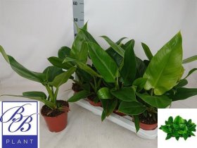 Kambarinis augalas, filodendras "Imperial Green", vazonėlio skersmuo 14 cm.