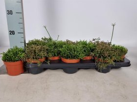 Kambarinis augalas, ripsalis, įvairūs, vazonėlio skersmuo 11 cm.