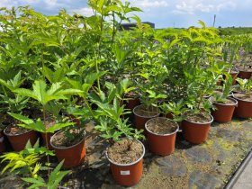 Daugiametė gėlė, vingiorykštė, vazonėlio skersmuo 19 cm.