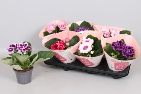 Kambarinis augalas, gloksinija, vazonėlio skersmuo 12 cm.